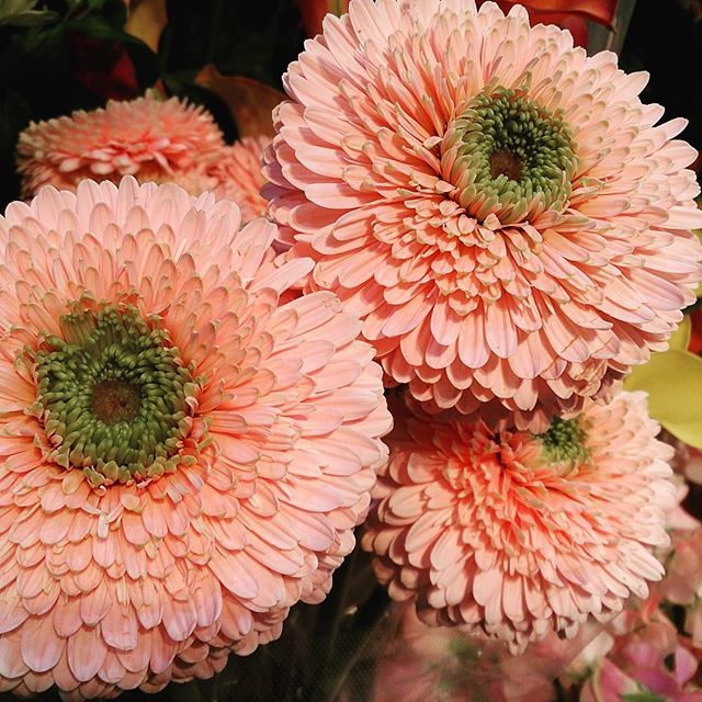 花ごよみDiary −from Instagram