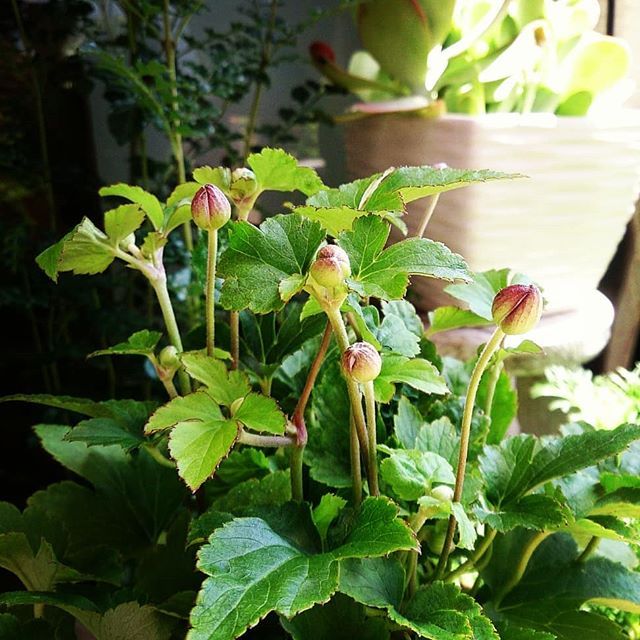 花ごよみDiary −from Instagram